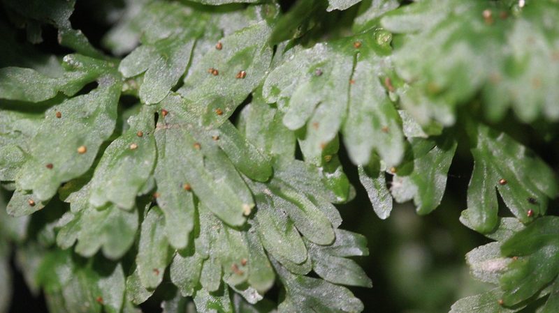 Hymenophyton flabellatum, photographed by Joe Dillon