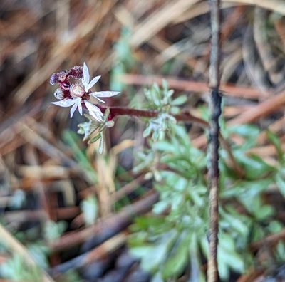 Lithophragma glabrum, photographed by John A Haskins
