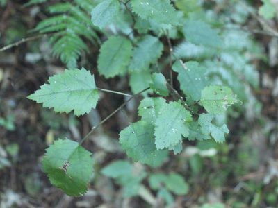 Hoheria populnea, photographed by Joe Dillon