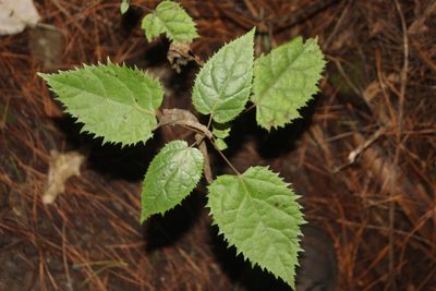 Aristotelia serrata, photographed by Joe Dillon