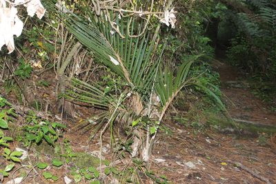 Rhopalostylis sapida, photographed by Joe Dillon
