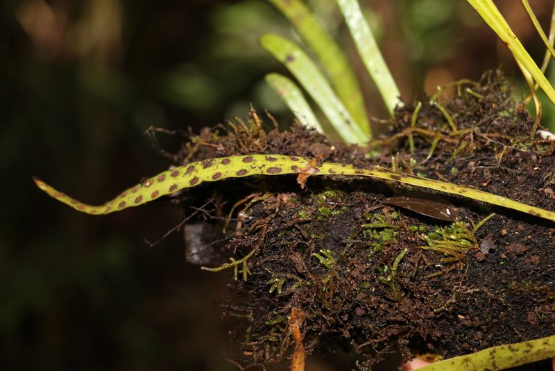 Dictymia brownii, photographed by Greg Tasney