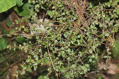 Coprosma rhamnoides, photographed by Joe Dillon
