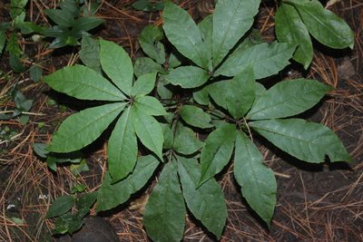 Schefflera digitata, photographed by Joe Dillon