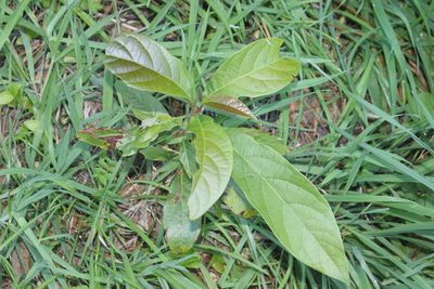 Persea americana, photographed by Joe Dillon