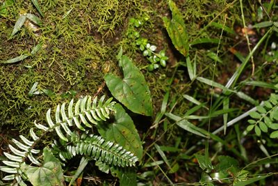 Dioscorea transversa, photographed by Greg Tasney