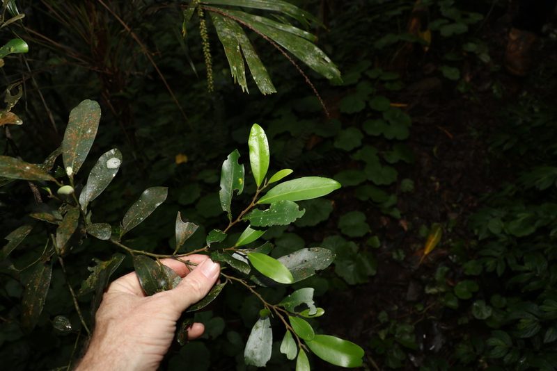 Diospyros australis, photographed by Greg Tasney