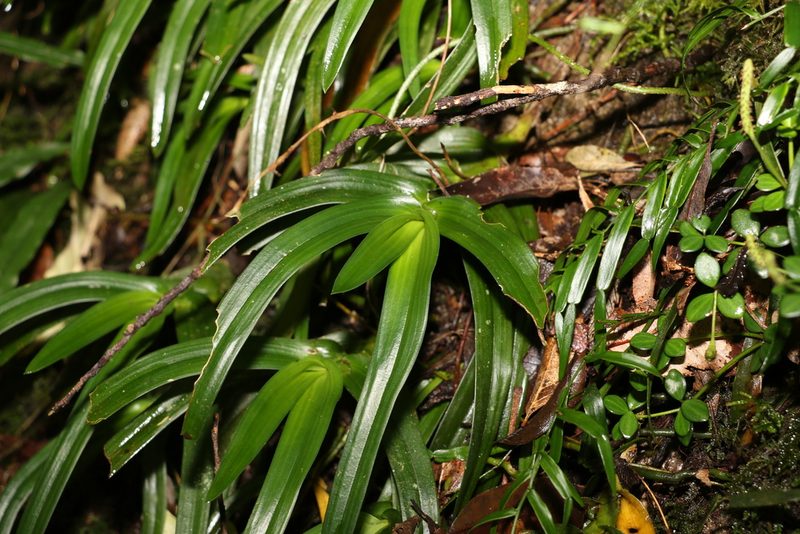 Sarcochilus fitzgeraldii, photographed by Greg Tasney