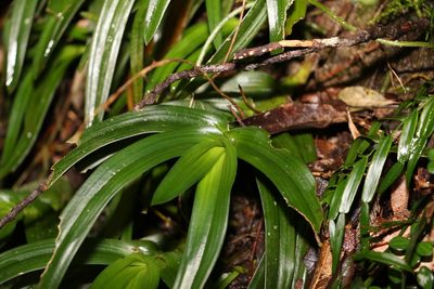 Sarcochilus fitzgeraldii, photographed by Greg Tasney