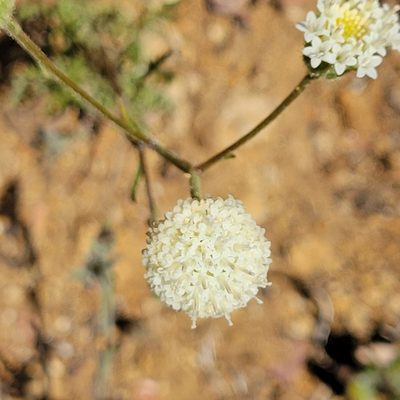 Chaenactis artemisiifolia, photographed by Dan Horowitz