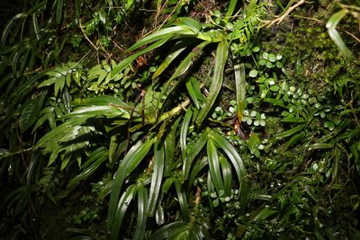 Sarcochilus fitzgeraldii, photographed by Greg Tasney