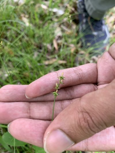 Carex texensis, photographed by Ashwin Srinivasan