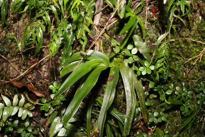 Sarcochilus fitzgeraldii, photographed by Greg Tasney