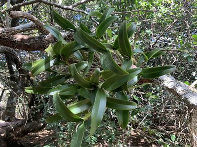 Guarianthe aurantiaca, photographed by william_hoyer