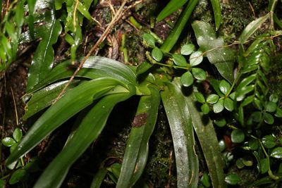 Sarcochilus fitzgeraldii, photographed by Greg Tasney