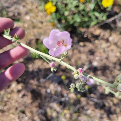 Malacothamnus fasciculatus, photographed by Dan Horowitz