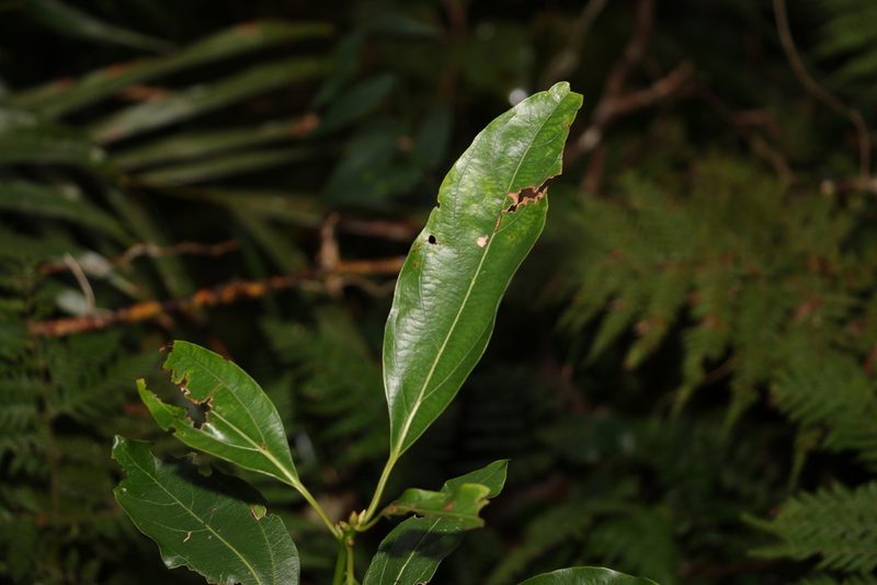 Neolitsea australiensis, photographed by Greg Tasney
