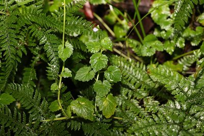 Lobelia trigonocaulis, photographed by Greg Tasney
