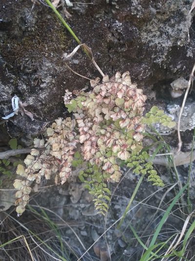 Adiantum orbignyanum, photographed by Alfredo F. Fuentes Claros