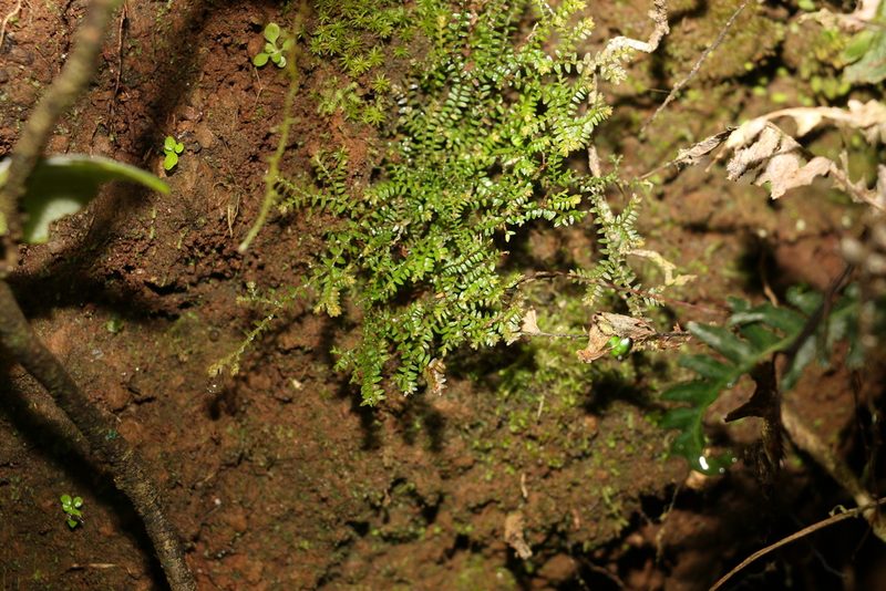 Selaginella brisbanensis, photographed by Greg Tasney