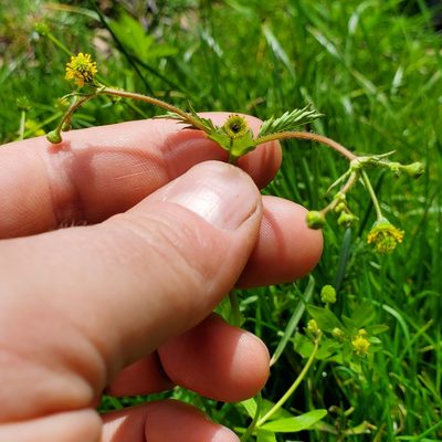 Geum vernum, photographed by Will Kuhn