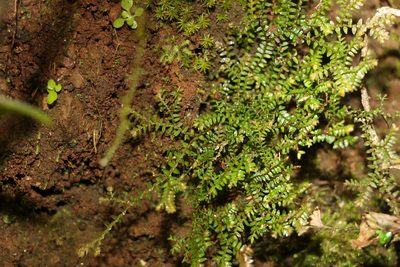 Selaginella brisbanensis, photographed by Greg Tasney