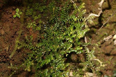 Selaginella brisbanensis, photographed by Greg Tasney