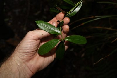 Leichhardtia flavescens, photographed by Greg Tasney