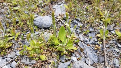 Plantago virginica, photographed by botanygirl