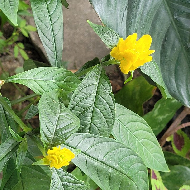 Pachystachys lutea, photographed by Maria Janeiro
