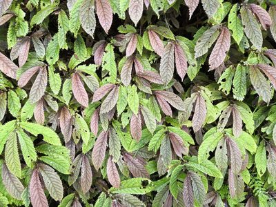 Elatostema rugosum, photographed by Bevan Weir