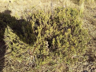 Baccharis tola, photographed by Humber Alberto