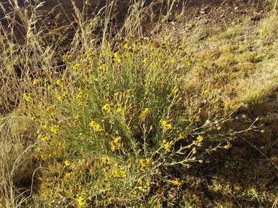 Senecio clivicola, photographed by Humber Alberto