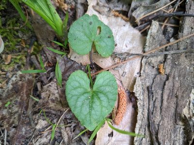 Viola hirsutula, photographed by Kat Sweaney