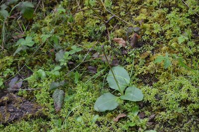 Primula hendersonii, photographed by Liam Steele