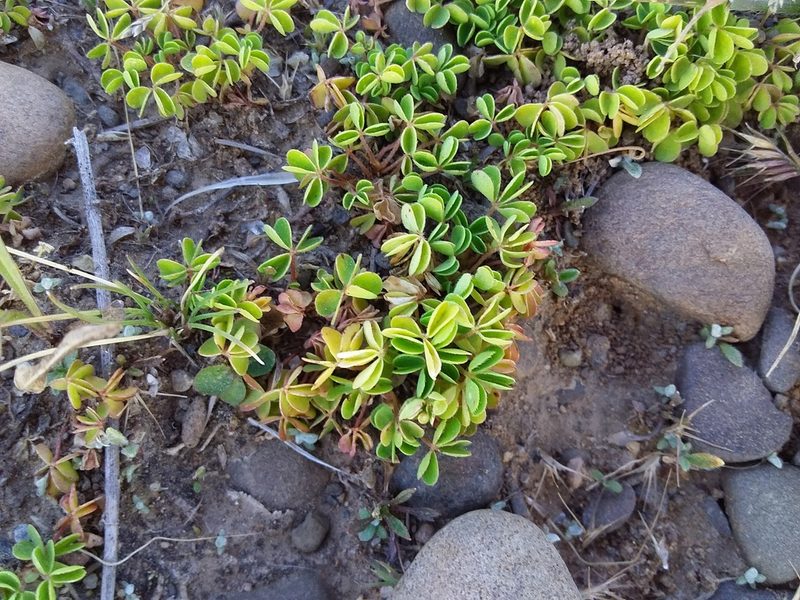 Oxalis bisfracta, photographed by Humber Alberto