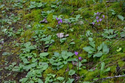 Primula hendersonii, photographed by Liam Steele