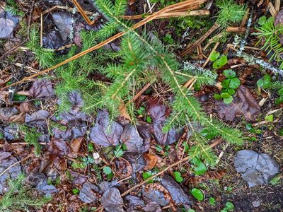 Picea rubens, photographed by Nick Kleinschmidt