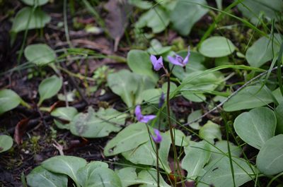 Primula hendersonii, photographed by Liam Steele