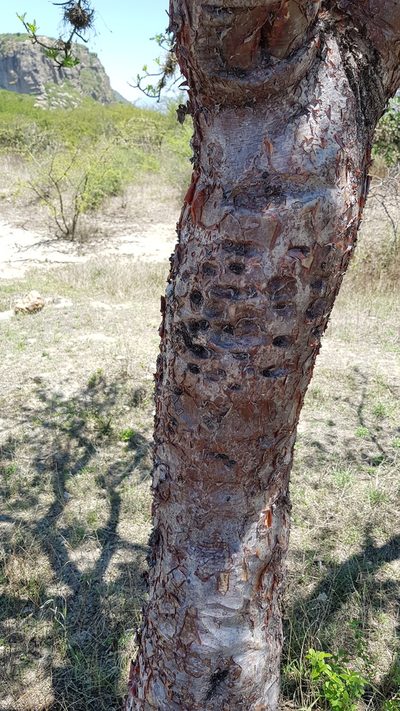 Bursera galeottiana, photographed by Eugenio Padilla