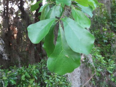 Quercus nigra, photographed by Nonbinary-Naturalist