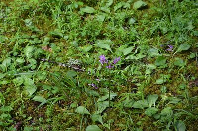 Primula hendersonii, photographed by Liam Steele