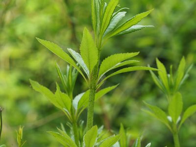 Eutrochium fistulosum, photographed by mefisher