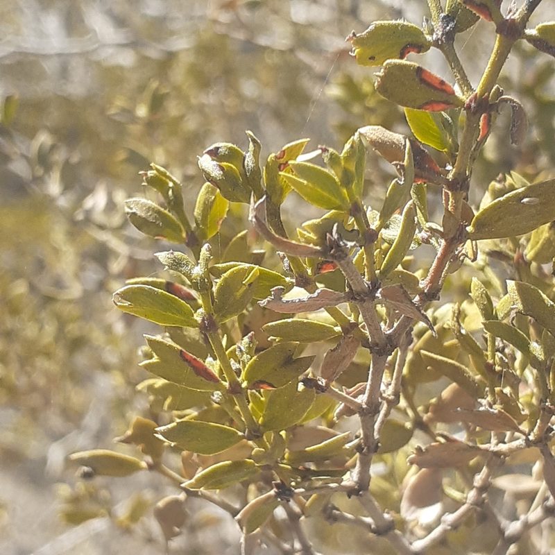 Larrea cuneifolia, photographed by Benjamin Bender