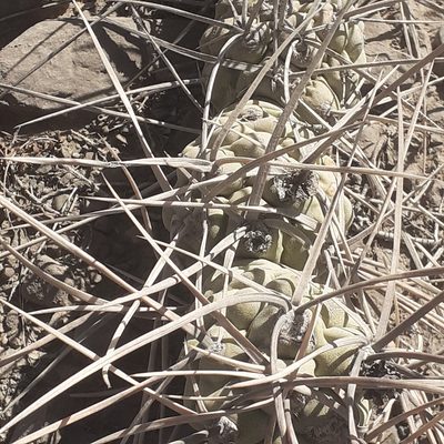 Tephrocactus aoracanthus, photographed by Benjamin Bender