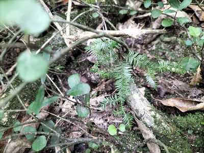Dacrycarpus dacrydioides, photographed by naturewatchwidow