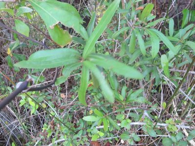 Quercus phellos, photographed by Nonbinary-Naturalist