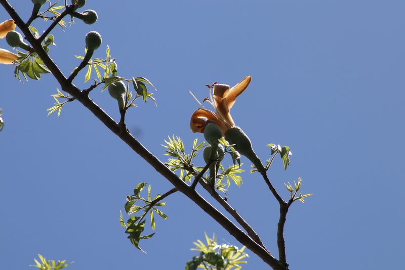 Ceiba aesculifolia, photographed by Juan Cruzado Cortés