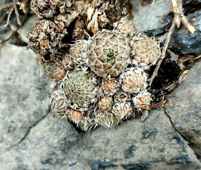 Orostachys spinosa, photographed by Pavel Borodin