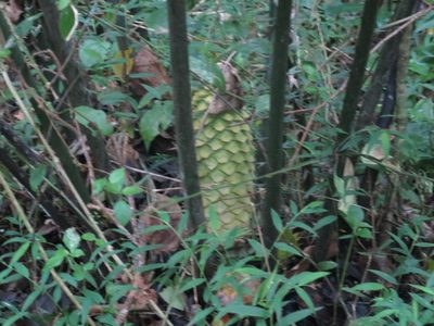 Encephalartos villosus, photographed by Tony Rebelo